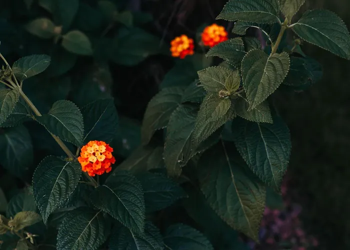 Pensjonat Gio Leo Lesa